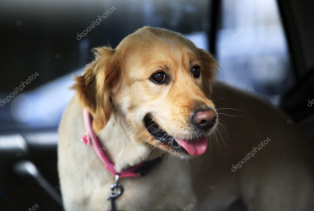 Dog being transported to a vet appointment