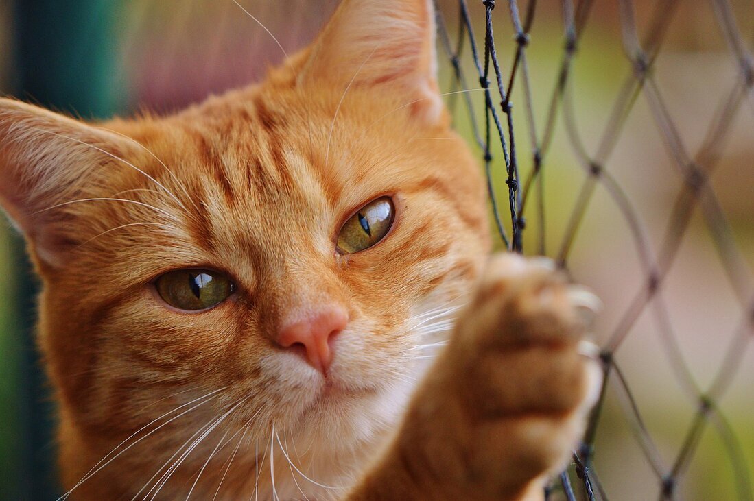 Indoor cat looking calmly out of a window