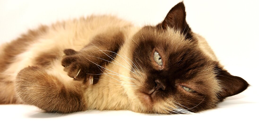 Senior cat resting comfortably on a blanket