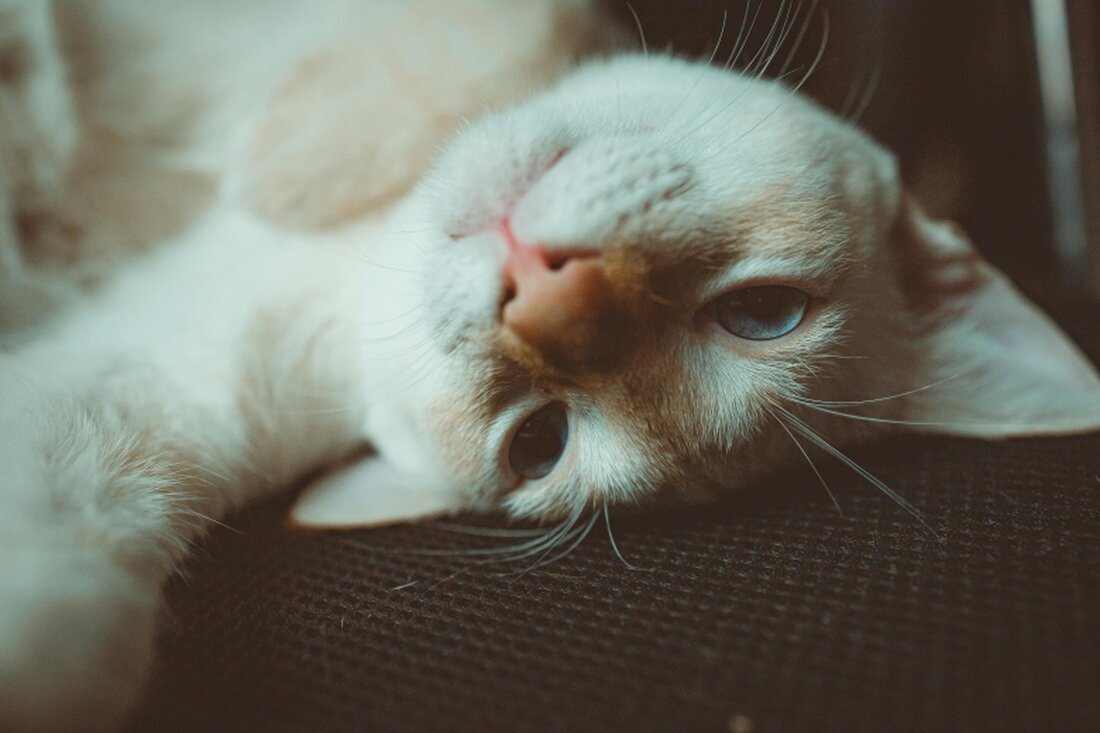 Indoor rabbit relaxing in a safe home environment